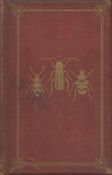 Common British Beetles. By the Rev. J. G. Wood, author of "Objects of the Sea Shore" etc.