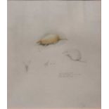 Robin Armstrong (1947-)Shrew Studysigned and dated 1980watercolour and pencil27.5 x 24cm