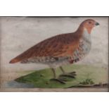 Two hand-coloured prints of birds; one of a partridge, 20.5 x 29cm, and another, 15 x