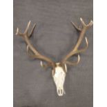 A set of fourteen point red deer antlers, 103cm high and 92cm wide