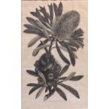 A botanical print