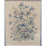 A set of eight botanical etchings of various wildflowers each 23 x 18cm