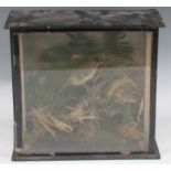 A taxidermy stream goldcrest in a glazed case, 21 x 23 x 10cm