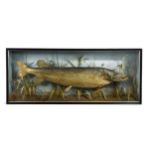 A taxidermy pike, early 20th century,