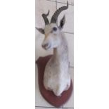 A white antelope taxidermy head, mounted on a wooden shield, 115cm high