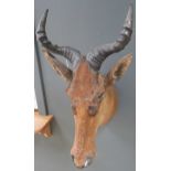 A Kongoni antelope taxidermy head, 82cm high