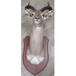 A taxidermy impala head, 115cm high