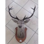 A stag head mounted on a wooden shield, the plaque inscribed 'AN CREACHAN / 7-9-54 / 20st. / J.M.