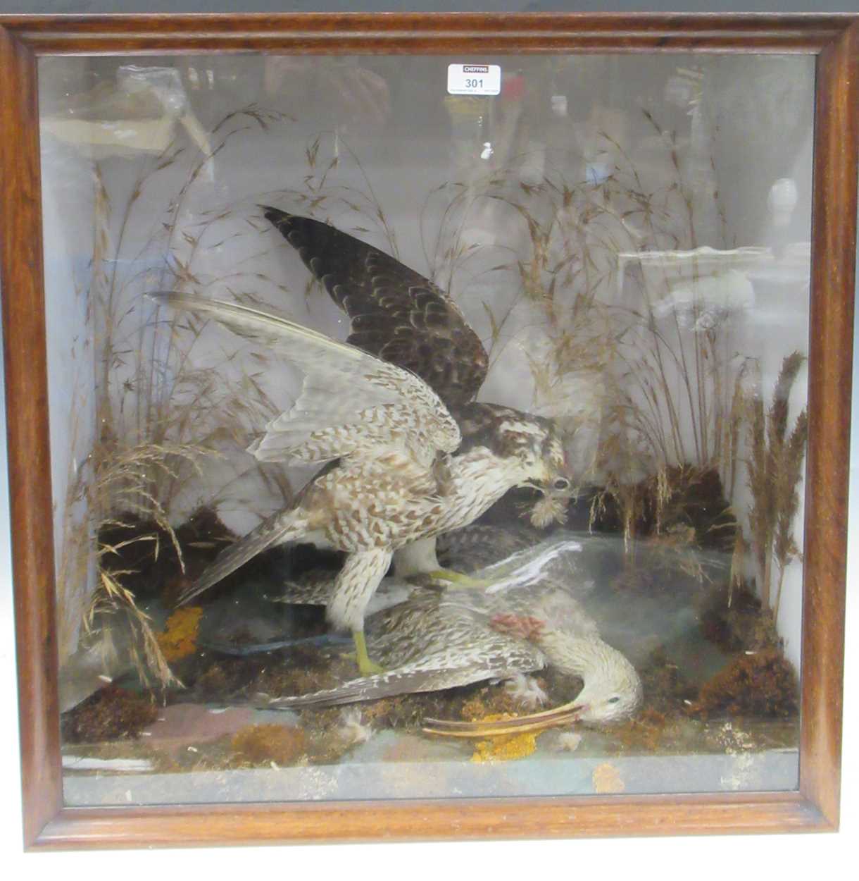 A taxidermy of a bird of prey in action, cased, 63 x 46cm Provenance: Heydon Grange, Norfolk