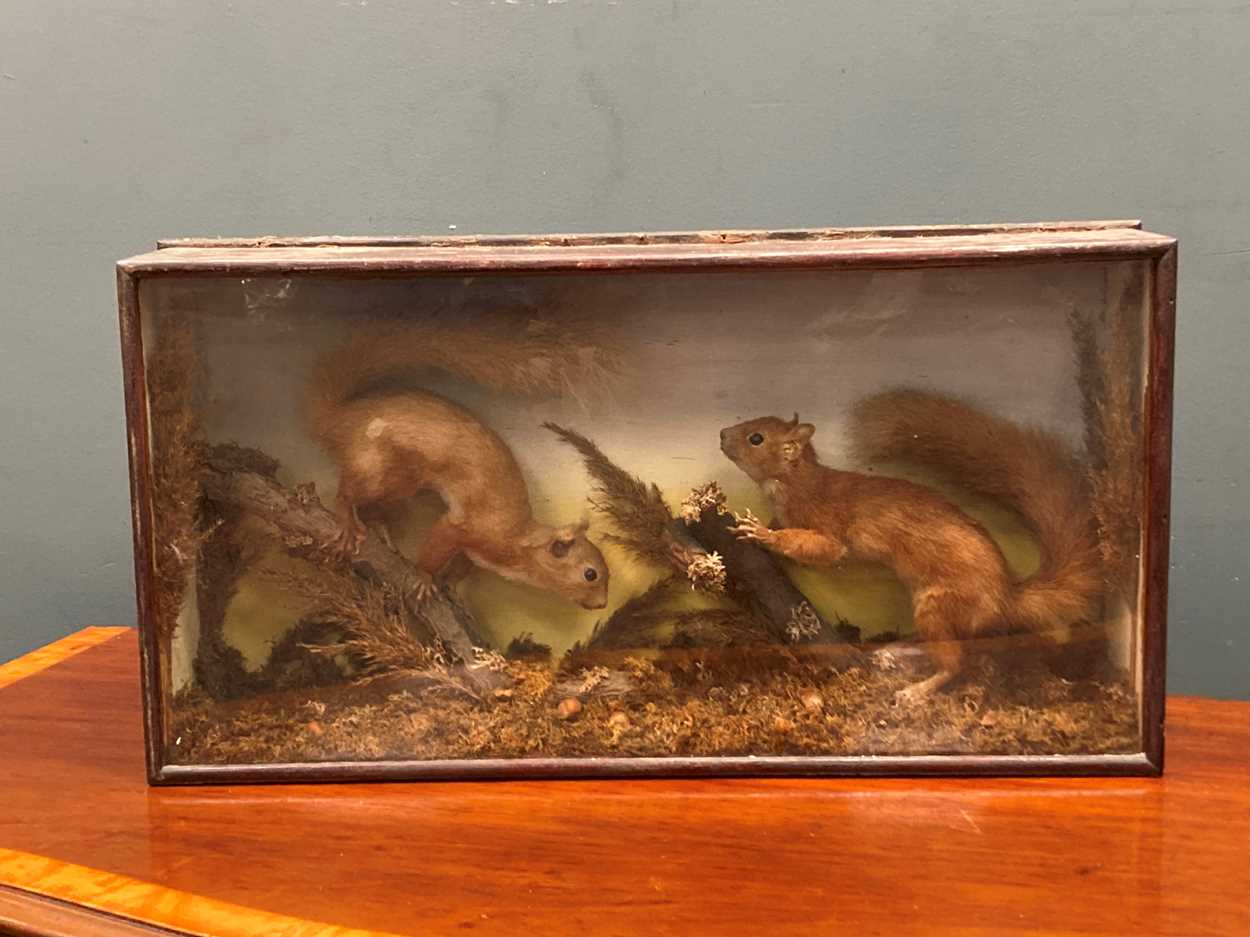 A taxidermy of two red squirrels foraging, cased, 33 x 64 x 14cm Provenance: Heydon Grange, Norfolk