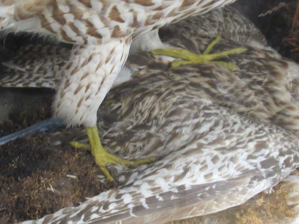 A taxidermy of a bird of prey in action, cased, 63 x 46cm Provenance: Heydon Grange, Norfolk - Image 2 of 2