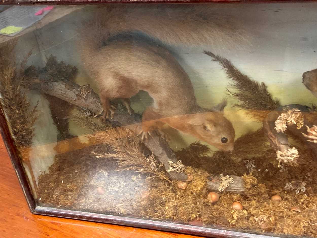 A taxidermy of two red squirrels foraging, cased, 33 x 64 x 14cm Provenance: Heydon Grange, Norfolk - Image 5 of 6
