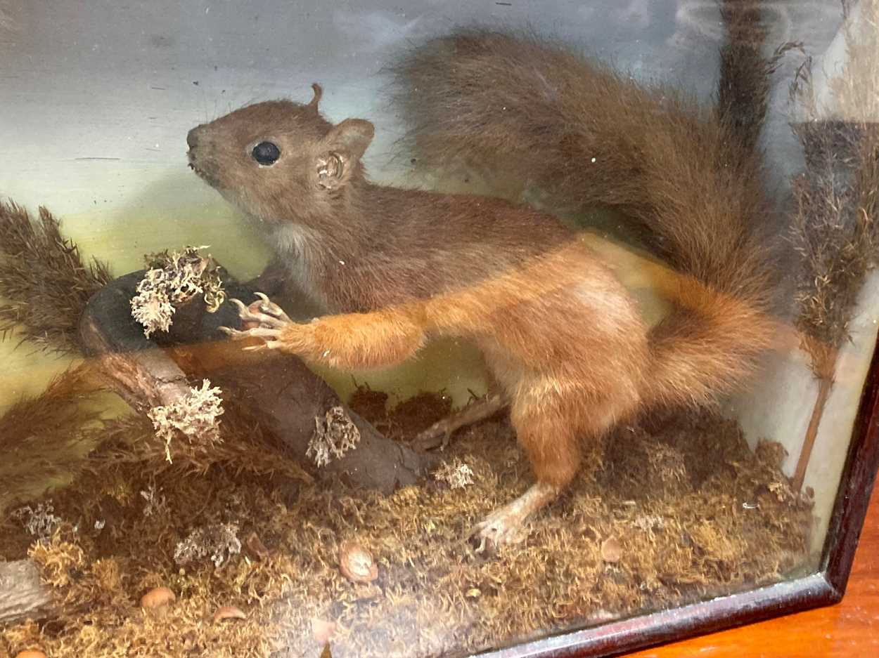 A taxidermy of two red squirrels foraging, cased, 33 x 64 x 14cm Provenance: Heydon Grange, Norfolk - Image 2 of 6