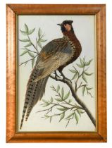 A feather work picture of a cock pheasant, 19th century,