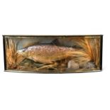 Taxidermy, a large full mount trout, mid 20th century,