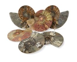 A group of six fossilized ammonites,