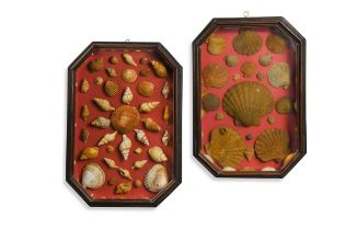 A pair of framed shell montages,