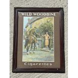 A framed and glazed Wills Wild Woodbine Cigarettes pictorial advertisement in original stamped
