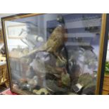 Taxidermy: a 19thC large cased display of British Birds and Wildlife, including pheasant, green
