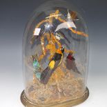 A Late Victorian taxidermy diorama of exotic birds, in a naturalistic setting, under a glass dome, W