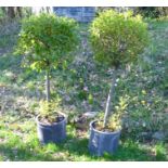 A pair of Bay Trees planted into black lead effect fibreglass cylinder pots, note bottom of one of