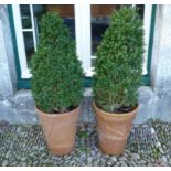 A pair of cone box Topiary, planted each in a Long Tom style terracotta plant pot, H 101 cm x W 30
