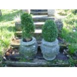 A pair of reconstituted stone garden Planters, each planted with box topiary, note one planter has