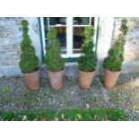 Two pairs of spiral box Topiary, planted in Long Tom style terracotta plant pots, note two plants