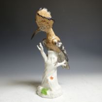 A continental porcelain model of a Common Hoopoe, possibly Eximious or Samson, modelled perched on
