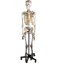 An Adam Rouilly full sized students anatomical study Skeleton, on stand and bears labels, loose
