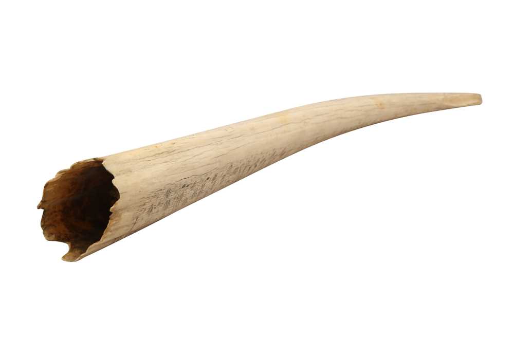 A LARGE 19TH CENTURY SCRIMSHAW WALRUS TUSK - Image 7 of 8