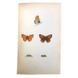 Morris. British Butterflies & British Birds, 7vol.