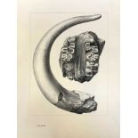 Hopwood. Fossil Elephant Teeth from India. Original Mss and artwork 1921