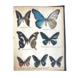 Walker. Exotic Butterflies. original illustrations. 1908 & 1915