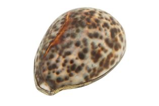 A George III sterling silver gilt mounted tiger cowrie shell, London 1809 by Thomas Phipps and Edwar