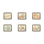 A GROUP OF SIX FRAMED GOURD PRINTS