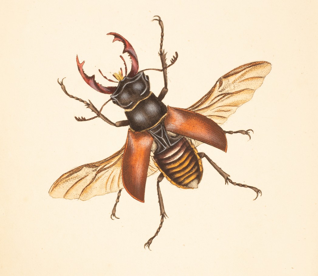 Donovan (E) The Natural History of British Insects, 1792, vol. - Image 5 of 6