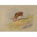 Archibald Thorburn (1860-1935)/Stag Feeding on the tops/signed and dated 1907/watercolour, 26.