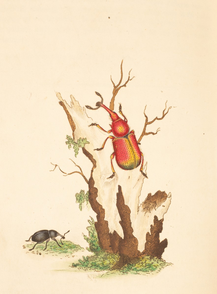 Donovan (E) The Natural History of British Insects, 1792, vol. - Image 6 of 6