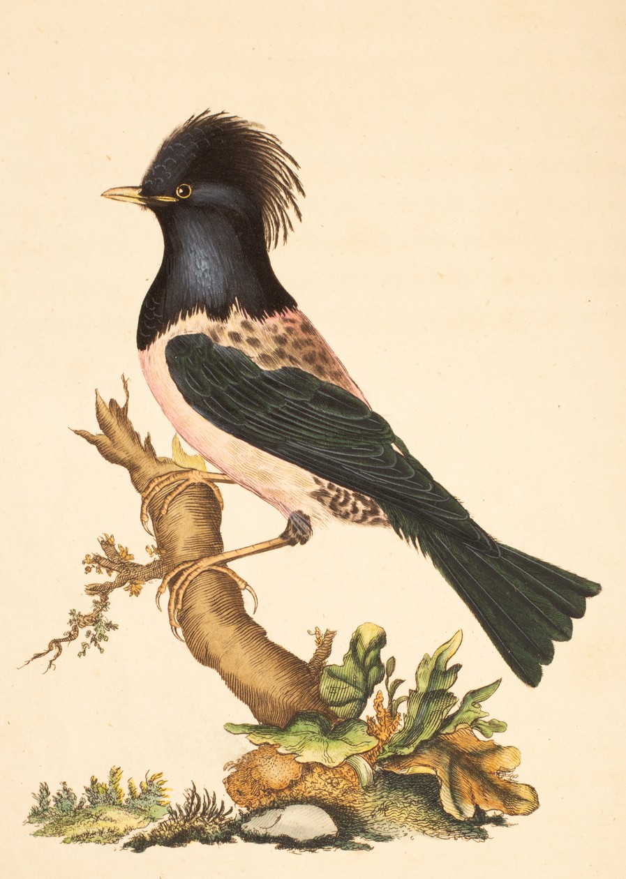 Donovan (E) The Natural History of British Birds, 1795-1799, 2nd edition, 4 volumes (of 5), 8vo, - Image 3 of 5