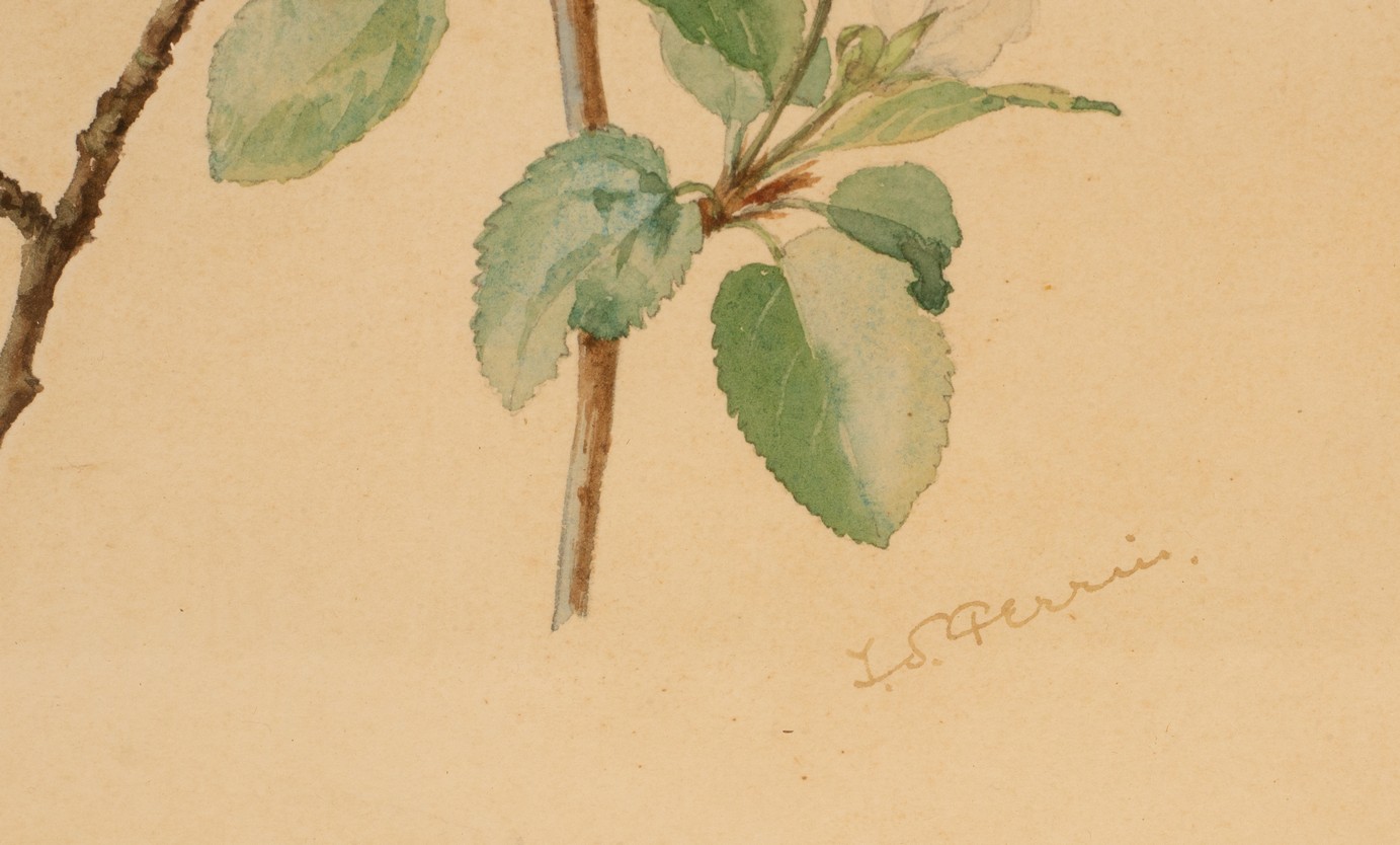 Ida Southwell Perrin (1861-1953)/Apple Blossom/signed/watercolour, 29cm x 22. - Image 3 of 4