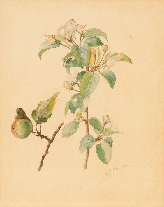 Ida Southwell Perrin (1861-1953)/Apple Blossom/signed/watercolour, 29cm x 22.