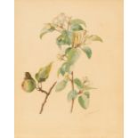 Ida Southwell Perrin (1861-1953)/Apple Blossom/signed/watercolour, 29cm x 22.