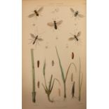 Curtis (J) Farm Insects, 1860, , 8vo, plates,