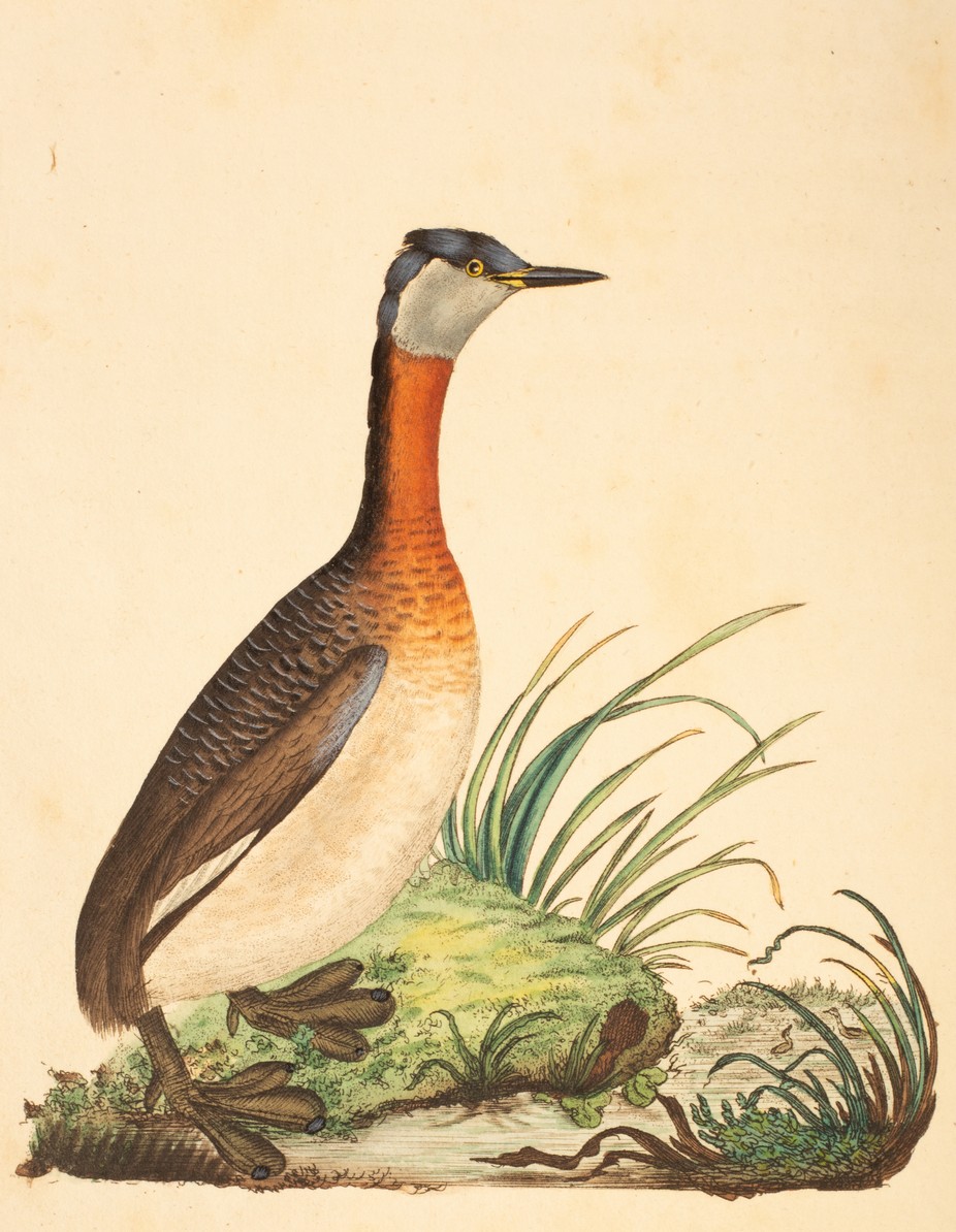 Donovan (E) The Natural History of British Birds, 1795-1799, 2nd edition, 4 volumes (of 5), 8vo, - Image 4 of 5