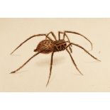 Martyn (T) English Spiders, 4to, 17 hand coloured plates only, (lacking: all plates from part I,