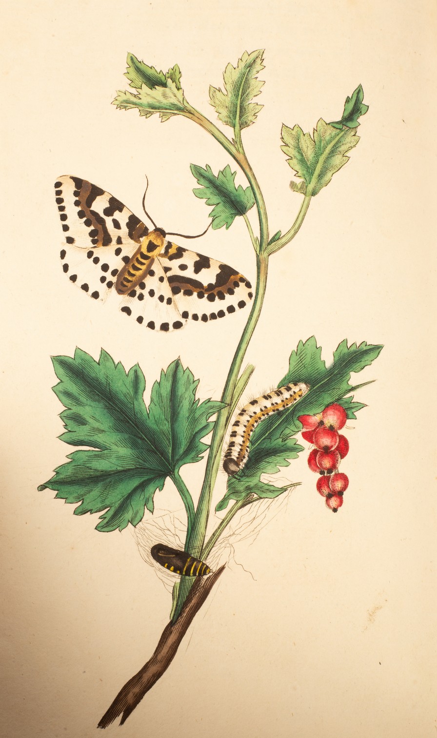 Donovan (E) The Natural History of British Insects, 1792, vol. - Image 3 of 6