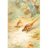 James Stinton (1870-1961): Pheasants in an Autumn woodland/signed Jas Stinton/watercolour, 24.