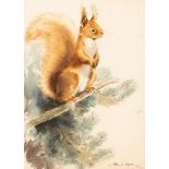 Eileen Alice Soper (1905-1990)/Red Squirrel on a Pine Branch/a fine naturalist