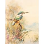 William E Powell (1878-1955): 'A Royal Fisherman', Kingfishers on branches, two watercolours,